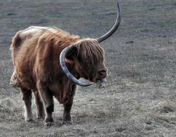 highland cattle